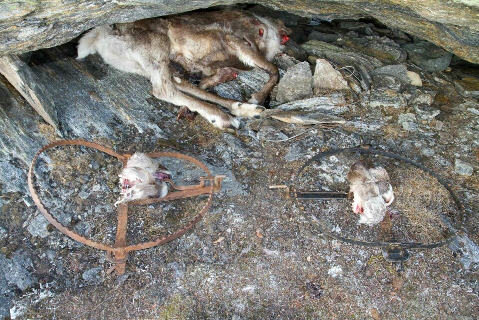 Noen ganger avdekkes ulovlig jakt i tide til å redde dyreliv. I Saltfjellet oppdaget SNO disse to fotsaksene med et reinkadaver som ekstra åte, i forbindelse med sporing av jerv og oppsyn der. Noen ganger avdekkes ulovlig jakt i tide til å redde dyreliv. I Saltfjellet oppdaget SNO disse to fotsaksene med et reinkadaver som ekstra åte, i forbindelse med sporing av jerv og oppsyn der.