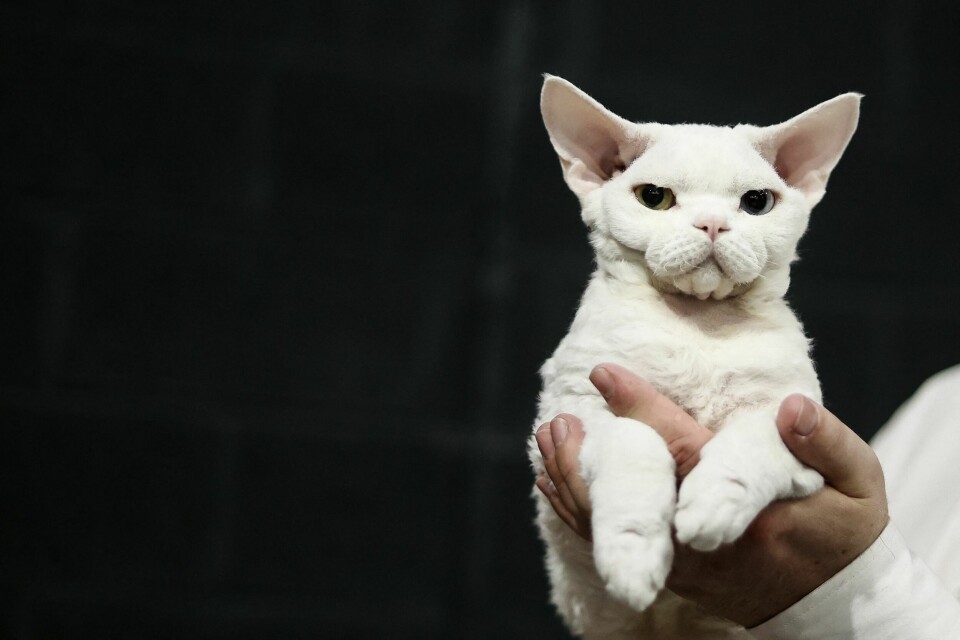 Blikkontakt med katten kan være utfordrende, menb ekspertene mener det handler om hengivenhet fra pus sin side. Katter
