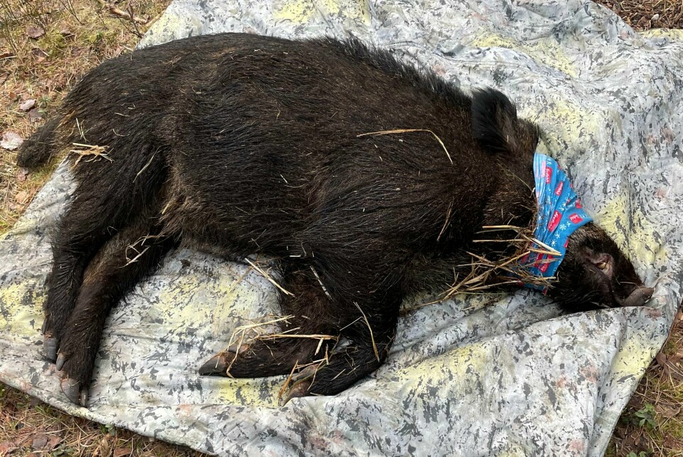 VS-001 Birk er en ung hanngris på 68 kilo. Han er det første GPS-merkede villsvinet i Norge. VS-001 Birk er en ung hanngris på 68 kilo. Han er det første GPS-merkede villsvinet i Norge.