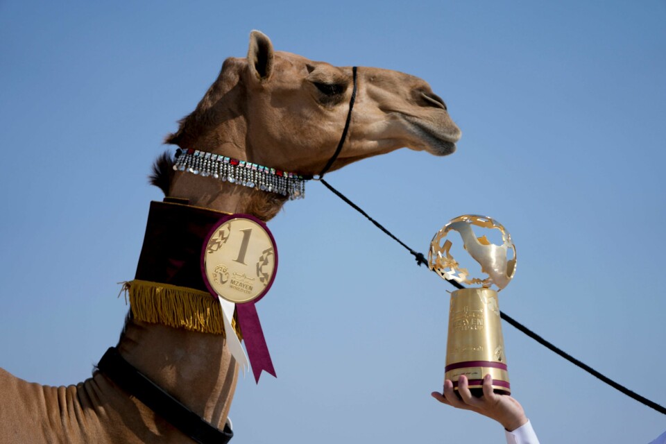 Skjønnhetskonkurranser for kameler er populært i de arabiske gulfstater. Her fra verdensmesterskapet i Qatar, i desember i fjor. Skjønnhetskonkurranser for kameler er populært i de arabiske gulfstater. Her fra verdensmesterskapet i Qatar, i desember i fjor.
