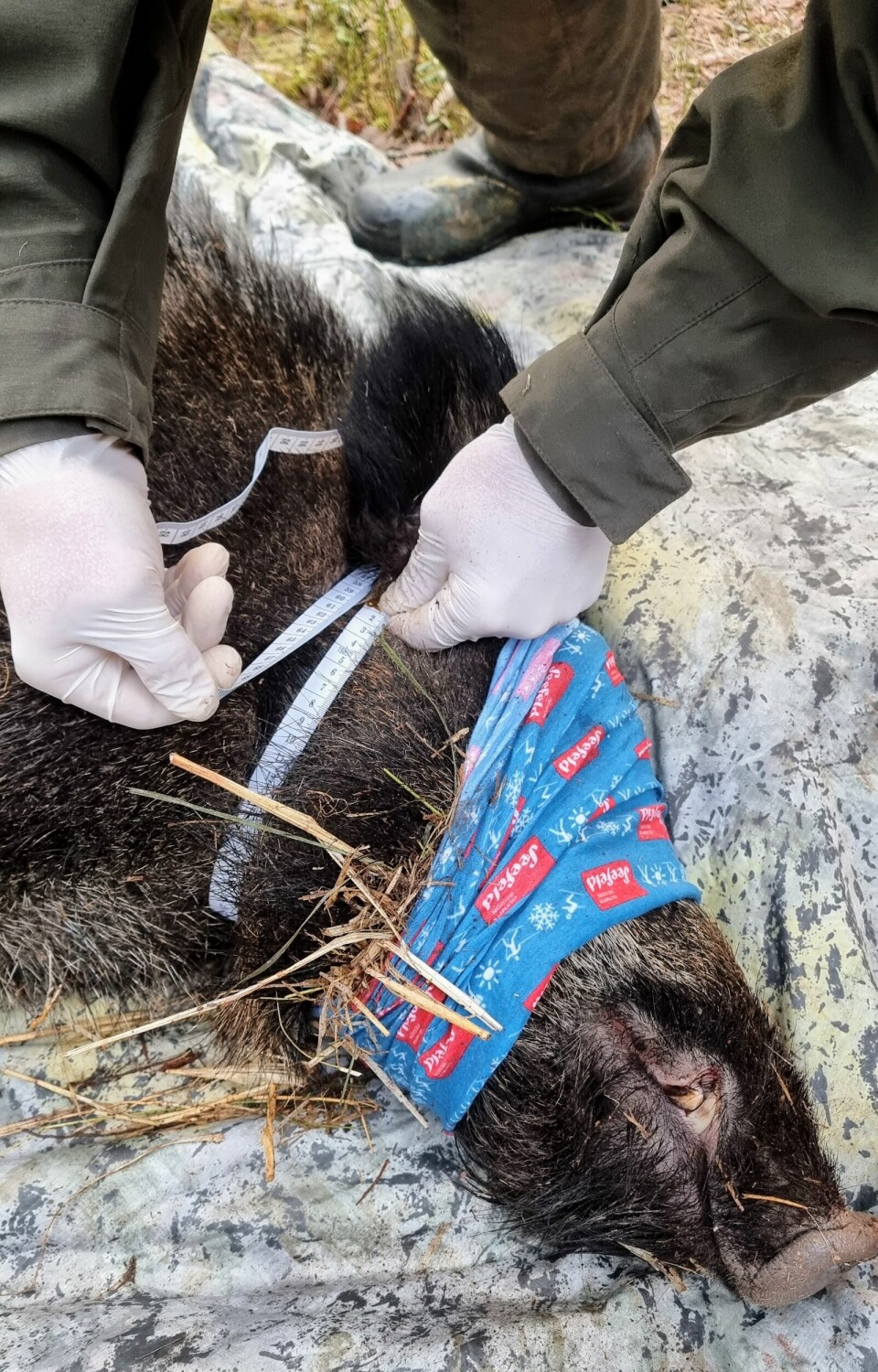 Birk skal hjelpe forskerne å kartlegge villsvinbestanden i Norge. Her måler de hodeomkretsen. Birk skal hjelpe forskerne å kartlegge villsvinbestanden i Norge. Her måler de hodeomkretsen.