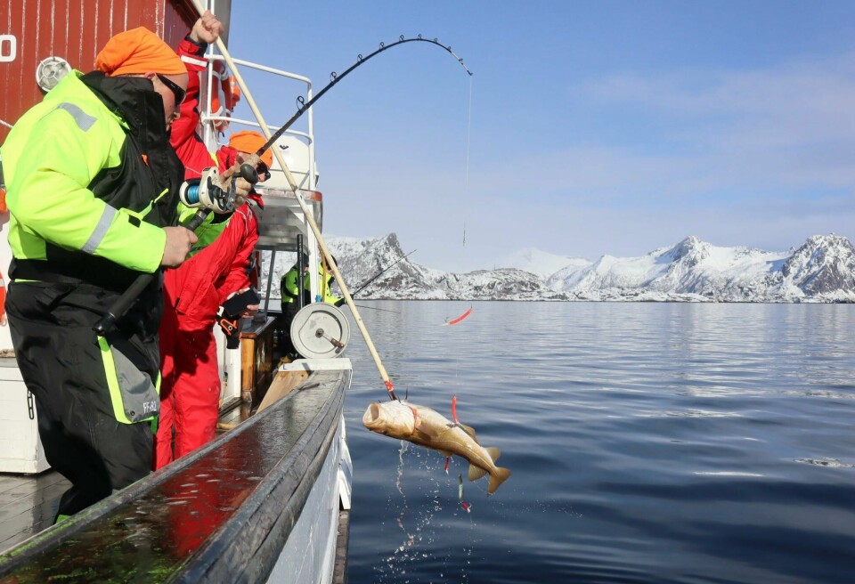 VM i skreifiske går av stabelen i helga. Fredag var det Lofotcup, der det var om å fange mest fisk. VM i skreifiske. Lofoten. Torsk. Skrei.