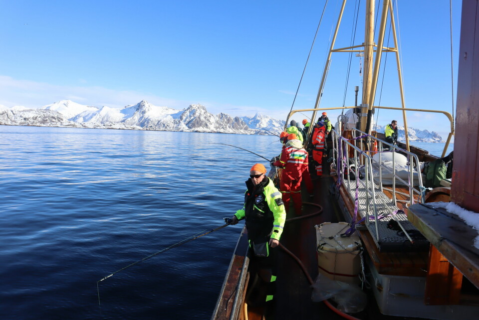 Med lofotveggen som bakgrunn, hadde fiskerne i hvert fall god utsikt mens de ventet på at torsken skulle bite på. VM i skreifiske. Lofoten. Torsk. Skrei.