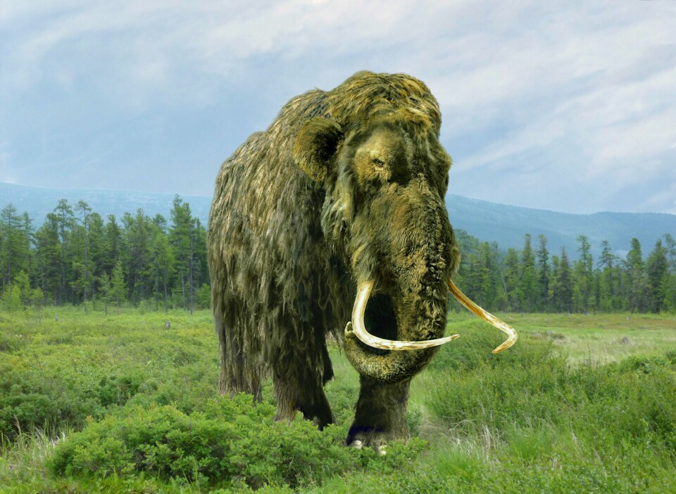 Slik tenker en kunstner seg at mammuter så ut. MAMMUT: Slik tenker en kunstner seg at mammuter så ut. Har disse dyrene eksistert i Norge? Illustrasjon: Shutterstock/NTB