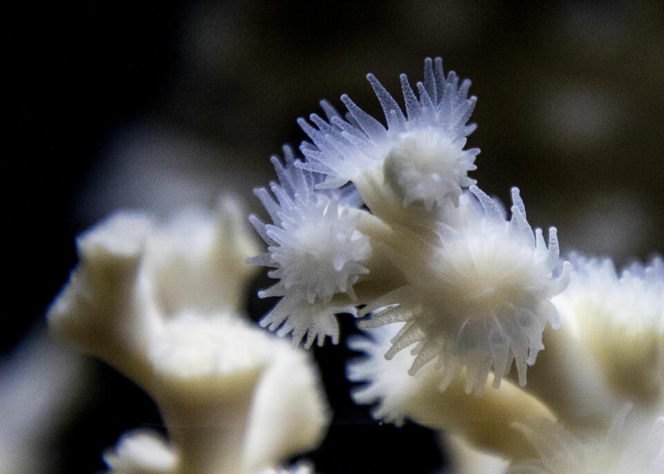 På Tjärnölaboratoriet forsker man på korallen Lophelia som lever vilt i Kosterhavet. På Tjärnölaboratoriet forsker man på korallen Lophelia som lever vilt i Kosterhavet.
