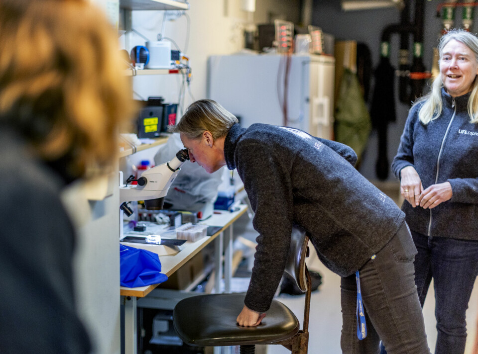 Susanna Strömberg og Ann Larsson titter på larver fra korallen Lophelia på Tjärnölaboratoriet. Susanna Strömberg og Ann Larsson titter på larver fra korallen Lophelia på Tjärnölaboratoriet.