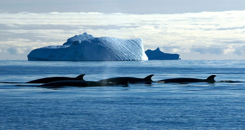Norwegian whale hunting is nothing to be ashamed of. And worth fighting for, according to Dagsavisen's Hege Ulstein. PHOTO: NTB SCANPIX