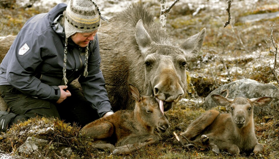 Svea stolte på Anne Grete i ett og alt, og slapp henne helt innpå de nyfødte kalvene sine. Dette er et av de aller siste bildene som ble tatt av henne og Svea sammen. Få timer senere falt Svea død om – rett foran sin tobeinte bestevenn. FOTO: GRO SAUGERUD Svea stolte på Anne Grete i ett og alt, og slapp henne helt innpå de nyfødte kalvene sine. Dette er et av de aller siste bildene som ble tatt av henne og Svea sammen. Få timer senere falt Svea død om – rett foran sin tobeinte bestevenn. FOTO: GRO SAUGERUD