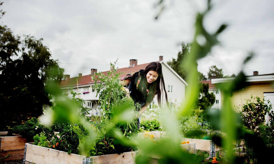 Lan Marie Nguyen Berg i Miljøpartiet De Grønne tror flere parsellhager vil gjøre byens befolkning godt. Her fra hageflekkene på Keyserløkka. FOTO: HILDE UNOSEN