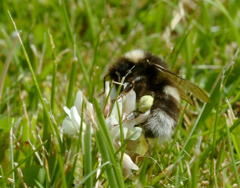 DØR: Humlen er en nyttig liten skapning, men millioner av humler dør, på grunn av at de ikke tåler treet parklind, som er et vanlig tre i Norge. FOTO: NTB SCANPIX