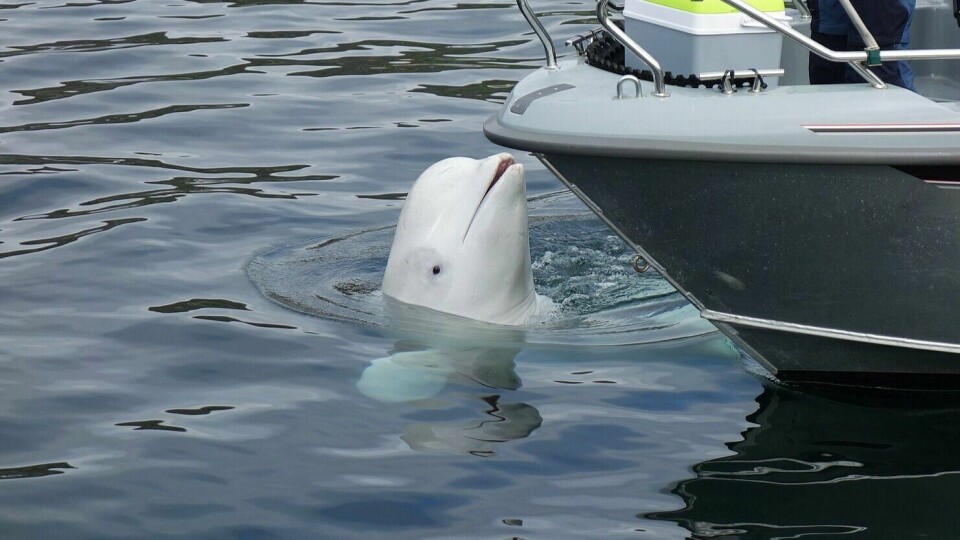Belugahvalen Hvaldimir er funnet død i Rogaland. Her fra en tidligere tur til Hammerfest. Belugahvalen Hvaldimir er funnet død i Rogaland. Her fra en tidligere tur til Hammerfest.
