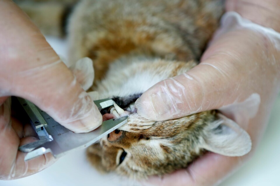 En ansatt måler lengden på hjørnetennene til kattereven, som har fått det latinske navnet Felis Silvestris etter at gentester viste at det er en hittil ukjent, ny art. En ansatt måler lengden på hjørnetennene til kattereven, som har fått det latinske navnet Felis Silvestris etter at gentester viste at det er en hittil ukjent, ny art.