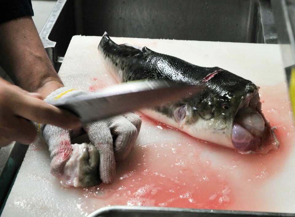 Kulefisk, også kjent som fugu i Japan, inneholder den farlige nervegiften tetrodotoksin. En dose på mindre en ett milligram er nok til å ta livet av et menneske på mindre enn 20 minutter, ifølge Wikipedia. TO GO WITH AFP STORY JAPAN-GASTRONOMY-FISH BY SHINGO ITOIn a picture taken on June 5, 2012, Japanese chef Shigekazu Suzuki cuts and trims a pufferfish, known as fugu in Japan, to remove toxic internal organs at his restaurant 'Torafugu-tei' in Tokyo. Every year in Japan people end up in hospital after eating pufferfish, sometimes they die. But despite the apparent danger, strict rules on serving the toxic delicacy in Tokyo are about to be relaxed.
