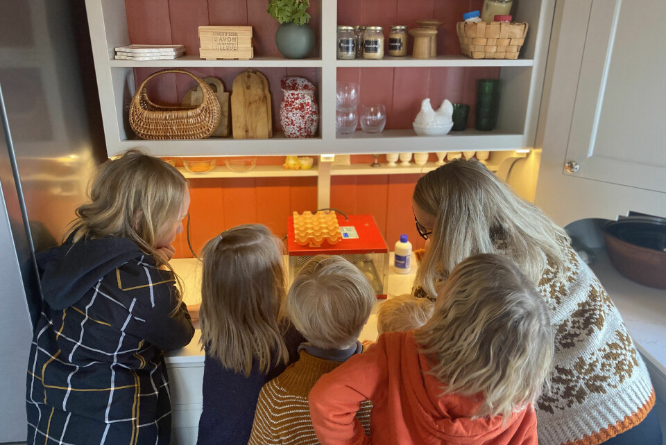 Spenningen er stor rundt rugemaskinen hos familien til Vivvi-Ann Huse. Spenningen er stor rundt rugemaskinen hos familien til Vivvi-Ann Huse.