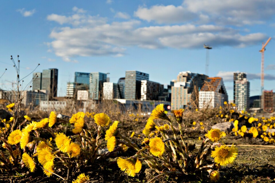 Våren har kommet til Oslo og Hestehoven blomstrer foran Barcode. I hvert fall gjorde den det da dette bildet ble tatt, i påsken 2015. Bypåskehestehov