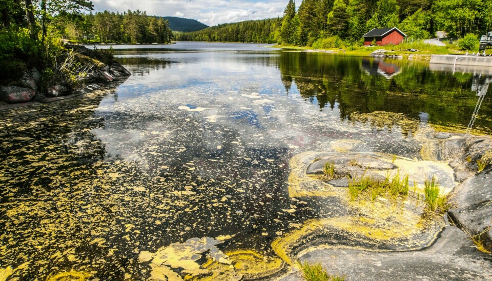 Pollen i vannet ved Skjærsjødammen i Nordmarka i Oslo. Pollen i vannet ved Skjærsjødammen i Nordmarka i Oslo. Foto: Halvard Alvik / NTB