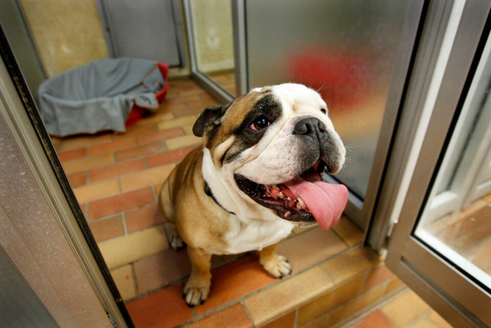 Engelsk bulldog. Illustrasjonsfoto. Illustrasjonsfoto: Erlend Aas / NTB / NPK