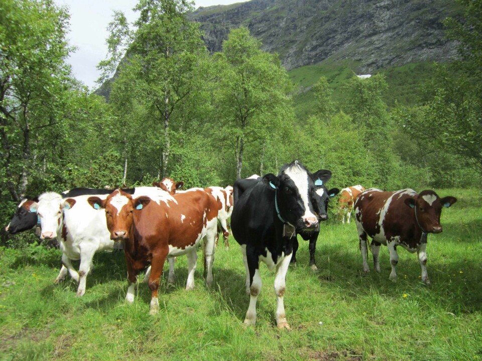 Budsjettnemnda for jordbruket la fredag fram tallene som skal danne grunnlaget for årets jordbruksoppgjør. Illustrasjonsfoto: Karoline Riise Kristiansen / NPK