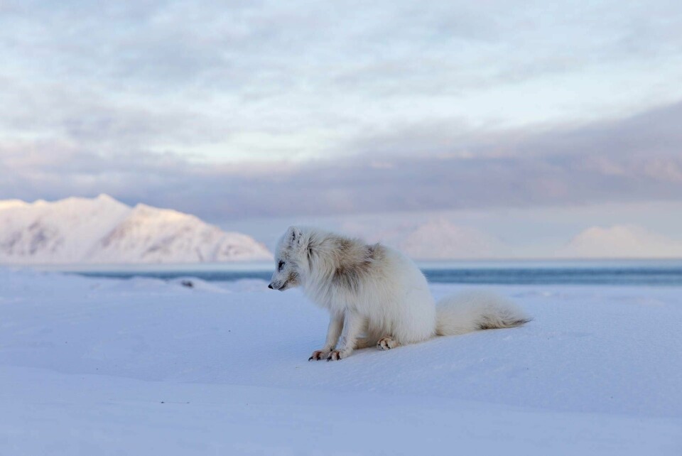 Fjellreven i fastlands-Norge har status som «sterkt truet», i Norsk rødliste for arter 2021, mens fjellreven på Svalbard havner i kategorien «livskraftig» i den samme lista. Men nå truer en helt ny blodsugende luseart fjellreven på Svalbard. Fjellreven i fastlands-Norge har status som «sterkt truet», i Norsk rødliste for arter 2021, mens fjellreven på Svalbard havner i kategorien «livskraftig» i den samme lista. Men nå truer en helt ny blodsugende luseart fjellreven på Svalbard.