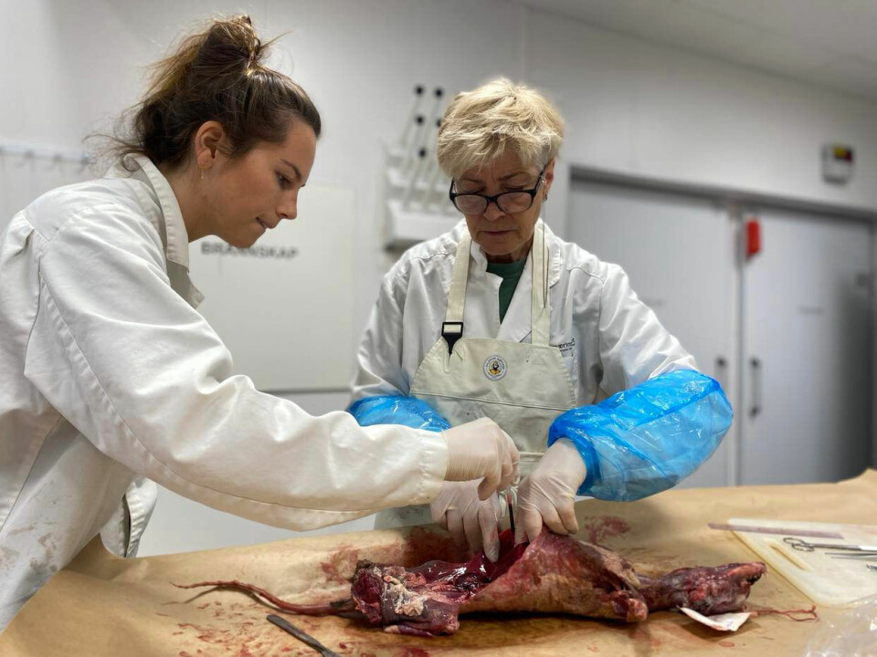 Over 70 prosent av fjellrevene som ble fangstet på Svalbard i sesongen 2021-2022 hadde pelslus, opplyser seniorforsker Eva Fuglei ved Norsk Polarinstitutt (t.h.), her sammen med Emma Vangen, overingeniør ved Veterinærinstituttet. Over 70 prosent av fjellrevene som ble fangstet på Svalbard i sesongen 2021-2022 hadde pelslus, opplyser seniorforsker Eva Fuglei ved Norsk Polarinstitutt (t.h.), her sammen med Emma Vangen, overingeniør ved Veterinærinstituttet.