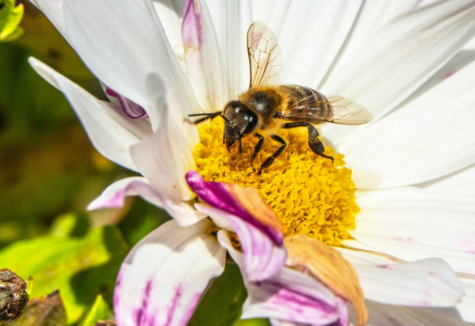 Bier trives ikke så godt i striglete hager. WWF ber nordmenn om å la være å klippe plenen for å hjelpe insektene. Hver tiende bie- og sommerfuglart er truet av utryddelse. Illustrasjonsfoto: Halvard Alvik / NTB