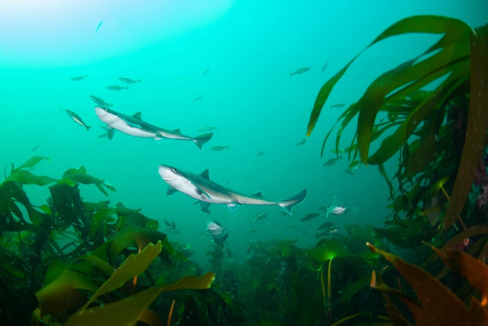 Utrydningstruet pigghå svømmende i de frodige tareskogene i Jærkysten marine verneområde. Dette området er også en av to norske «Hope Spot» gjennom organisasjonen Mission Blue, der Dr. Sylvia Earle er president.