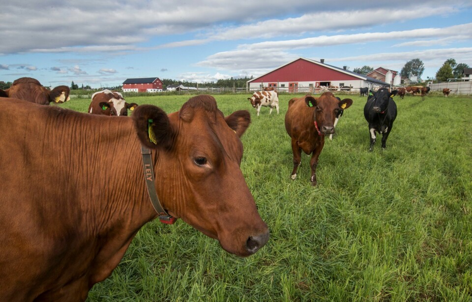 La oss få en landbrukspolitisk debatt, skriver Kjell Werner. REVOLUSJON: På slutten av 90-tallet ble tillatt med lokal produksjon av ost på gårdene. Det la grunnlaget for det store utvalget av norsk ost. Foto: Terje Bendiksby / NTB