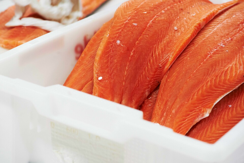 – Ifølge Sjømat Norge produserer vi nå så mye fisk at vi alle i Norge kunne spise seks fiskemåltider hver dag, skriver innleggsforfatteren. Norsk oppdrettslaks. Gastronomisk Institutt, ved Måltidets Hus i Stavanger, fredag 28. september 2012.