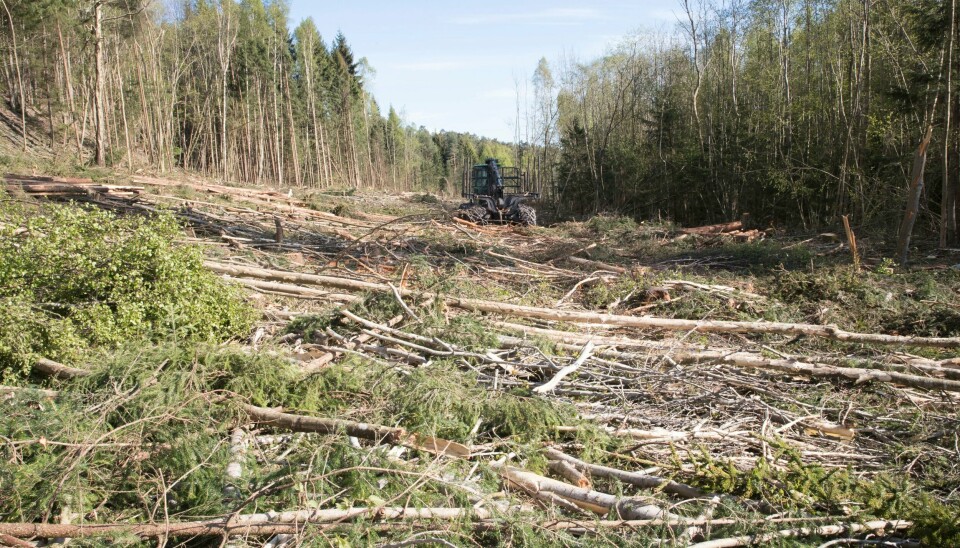 Skognæringen konkurrerer med livet i skogen om energien som trærne har samlet opp over mange år. Skognæringen vinner kampen, skogøkosystemet utarmes og ødelegges, skriver innleggsforfatteren. Flatehogst