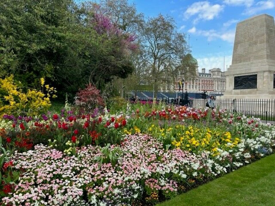 En blomstrende by er klar for fest. En blomstrende by er klar for fest.