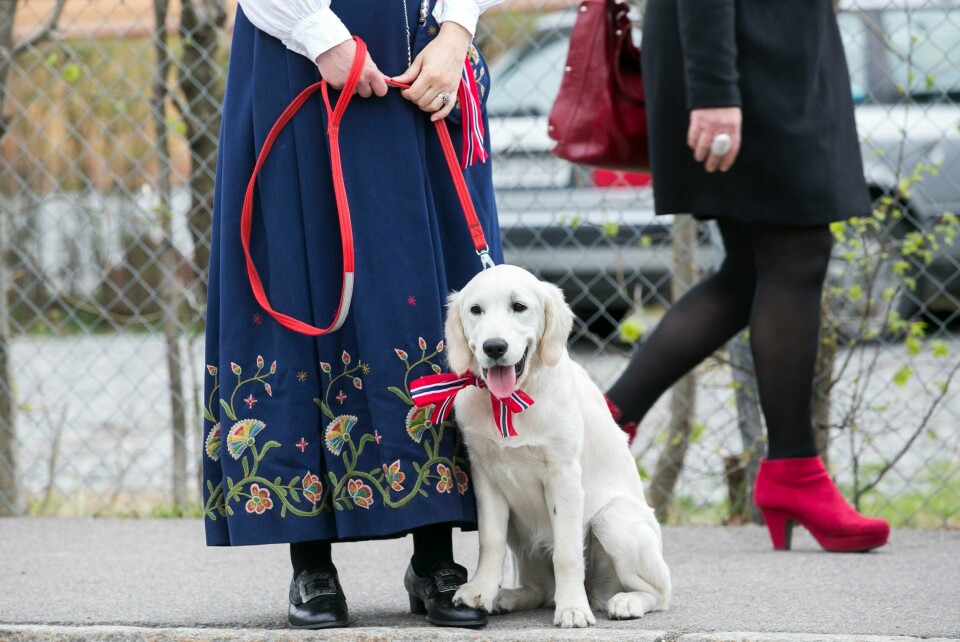 – Er hunden valp, må det fikses med pass. Ikke la den være alene hjemme for første gang på en dag som 17. mai, advarer hundepsykologen. Illustrasjonsfoto-Arkiv: OSLO 20130517.En Golden Retriever valp og sin eier venter på barnetoget på Nordstrand 17. mai.Foto: Heiko Junge / NTB