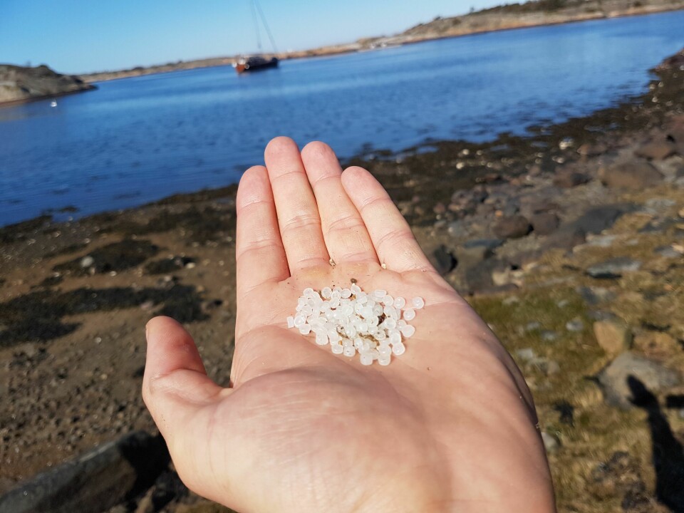 Plastpellets ble skylt i land på hele 782 ulike steder på norske strender, etter utslippet fra Trans Carrier, ifølge Marfo – Senter mot marin forsøpling. Om lag 4,2 tonn ble samlet inn i løpet av ryddeaksjonen. Hvert kilo omfattet cirka 48.000 små plastperler. Plastpellets ble skylt i land på hele 782 ulike steder på norske strender, etter utslippet fra Trans Carrier, ifølge Marfo – Senter mot marin forsøpling. Om lag 4,2 tonn ble samlet inn i løpet av ryddeaksjonen. Hvert kilo omfattet cirka 48.000 små plastperler. Foto: Oslofjordens Friluftsråd