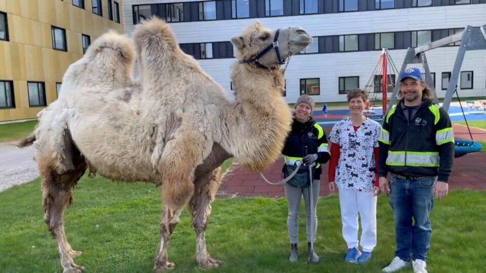Kamelen Moses med eierne Sandra og Øystein Horten. I midten Linda Porsmyr-Rønningen fra barneavdelingen. Kamelen Moses med eierne Sandra og Øystein Horten. I midten Linda Porsmyr-Rønningen fra barneavdelingen.