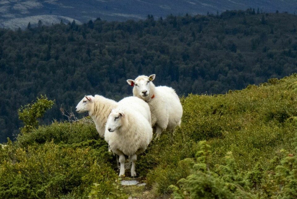 Forholdet mellom sau og menneske har falt på New Zealand til et historisk lavt nivå. Forholdet mellom sau og menneske har falt på New Zealand til et historisk lavt nivå. Illustrasjonsfoto: Paul Kleiven / NTB