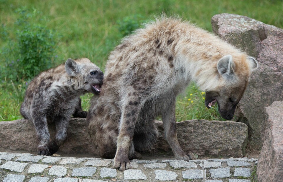 Flekkhyene er den største av hyenene. Den kan ha en kroppslengde på opptil 1,5 meter og skulderhøyde på 85 centimeter. Kroppsvekten kan variere mellom 45 og 70 kilo hos et voksent dyr. Fødselen er ikke spesielt behagelig for hunnene. Her fra en dyrepark i Berlin. Flekkhyene er den største av hyenene. Den kan ha en kroppslengde på opptil 1,5 meter og skulderhøyde på 85 centimeter. Kroppsvekten kan variere mellom 45 og 70 kilo hos et voksent dyr. Fødselen er ikke spesielt behagelig for hunnene.