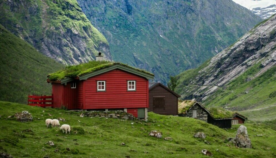 Er det satt ut sauer på beite rundt hytten din, har du faktisk et ansvar for ulldottene som hytteeier. Er det satt ut sauer på beite rundt hytten din, har du faktisk et ansvar for ulldottene som hytteeier.