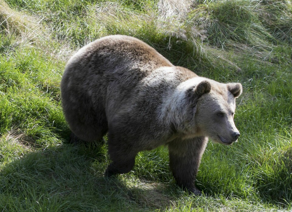 Illustrasjonsfoto. Illustrasjonsbilde. En bjørnebinne i Namsskogan ble felt søndag etter at statsforvalteren i Trøndelag ga skadefellingstillatelse. Foto: Berit Roald / NTB