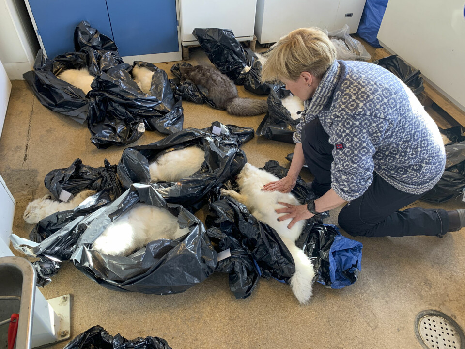 Det er lang tradisjon for fangst av fjellrev på Svalbard, men kvaliteten på mange pelser har blitt dårligere som følge av pelslusas inntog, går det fram av Eva Fugleis forskning. Det er lang tradisjon for fangst av fjellrev på Svalbard, men kvaliteten på mange pelser har blitt dårligere som følge av pelslusas inntog, går det fram av Eva Fugleis forskning.