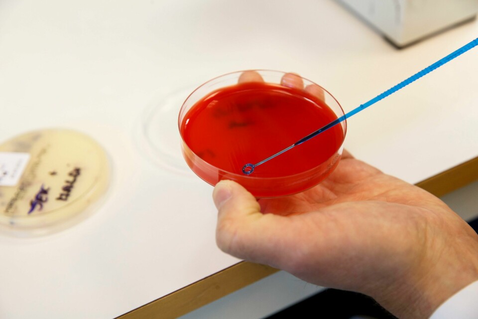 Illustrasjonsfoto. Antibiotikaresistente bakterier i laboratoriet på Veterinærinstituttet i Oslo. Selv om mye er oppnådd, er det sannsynligvis fremdeles forbedringsområder i kampen mot spredning av antibiotikaresistente bakterier i Norge. Illustrasjonsfoto: Cornelius Poppe / NTB