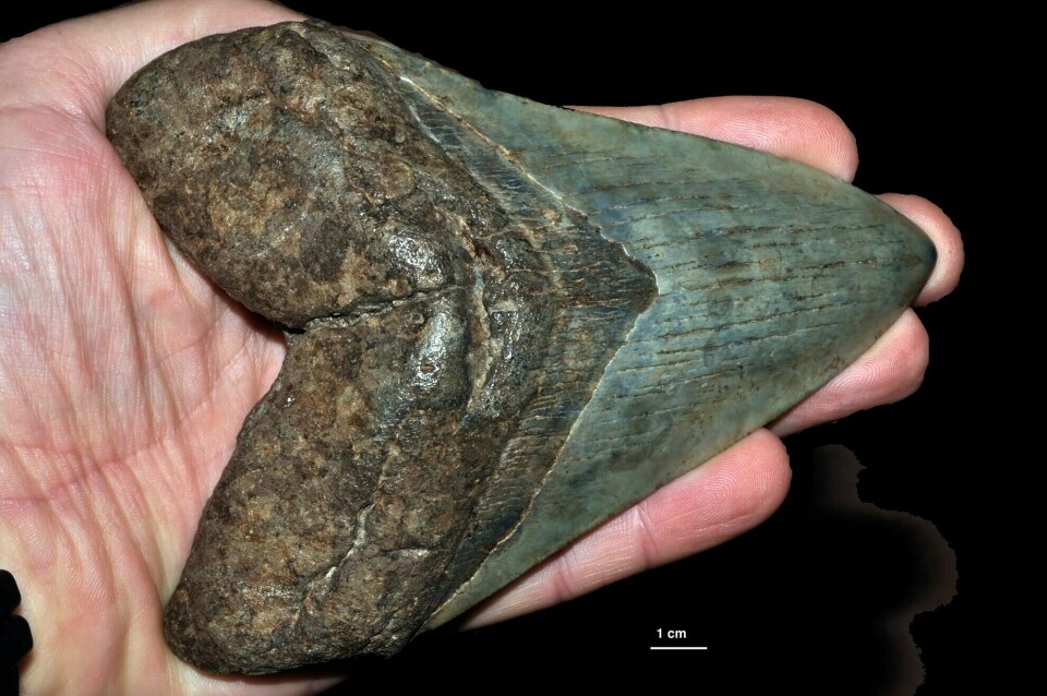 En megalodontann kunne bli opptil 18 cm lang. En megalodontann kunne bli opptil 18 cm lang.
