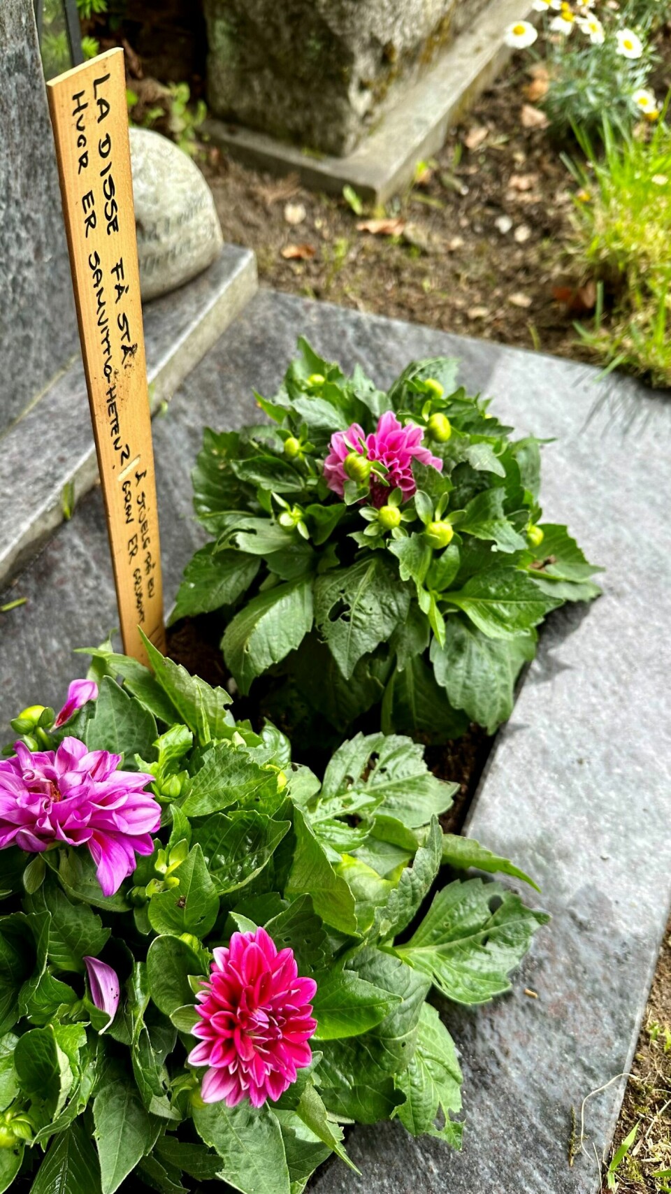 Søskenbarnet til Ole Klemetsen, Torill L. Bjerke, har opplevd at tyver har tatt blomstene fra graven til mannen hennes ti-tolv ganger. Denne gangen har hun lagt igjen en beskjed til gravtyvene: 'La disse få stå. Hvor er samvittigheten?' Søskenbarnet til Ole Klemetsen, Torill L. Bjerke, har opplevd at tyver har tatt blomstene fra graven til mannen hennes ti-tolv ganger. Denne gangen har hun lagt igjen en beskjed til gravtyvene: 'Ladisse få stå. Hvor er samvittigheten?'