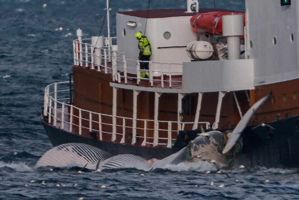 Island har besluttet å stanse hvalfangst. I Norge er det nå ingen registrering av dyrenes situasjon under fangsten, skriver Siri Martinsen og Maria Lien, veterinærer i NOAH. Illustrasjonsfoto: Island har besluttet å stanse hvalfangst. I Norge er det nå ingen registrering av dyrenes situasjon under fangsten, skriver Siri Martinsen og Maria Lien, veterinærer i NOAH. Illustrasjonsfoto:
