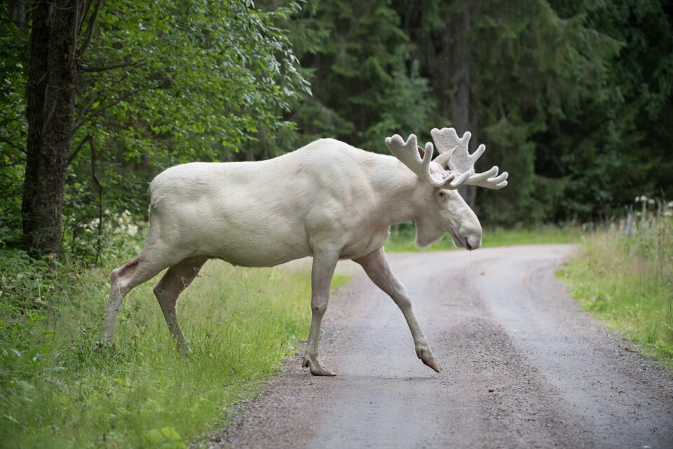 Elgen på bildet er observert i Värmland i Sverige. Den har også leukisme. Elgen på bildet er observert i Värmland i Sverige. Den har også leukisme.Illustrasjonsfoto: Tommy Pedersen / TT / NTB