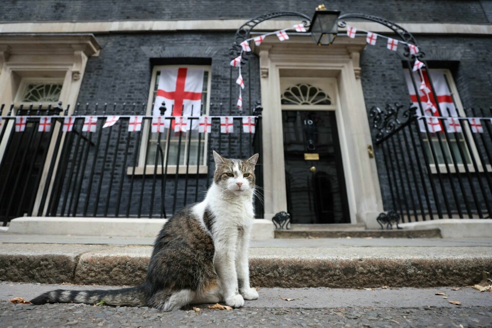 Statsministerens katt, Larry, i kjent stil utenfor 10 Downing Street. Bildet er fra dagen etter at England slo Tysklands kvinnelandslag i fotball i 2022. Tilsynelatende en sen kveld for Larry. Larry