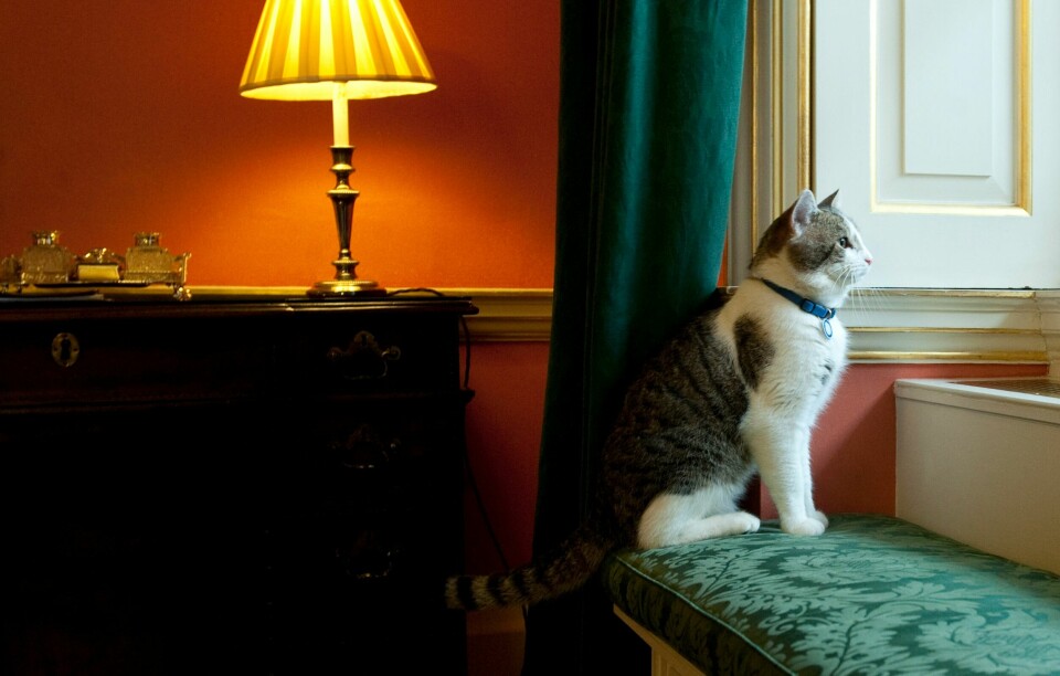 Ifølge tjenestemenn går Larry inn i den siste delen av et innholdsrikt katteliv. Larry