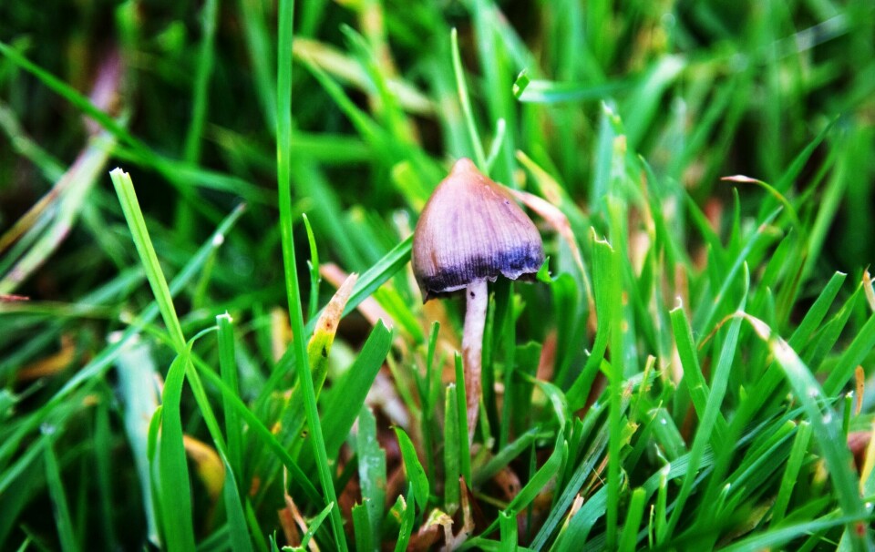 Eg skulle ønske NRK heller kunne ha intervjua nokre av dei som er blitt psykotiske av fleinsopp, skriv Solveig Bendixen. A liberty cap mushroom (Psilocybe semilanceata), known for its hallucinogenic properties, grows in a grassy field in Shropshire, England.
