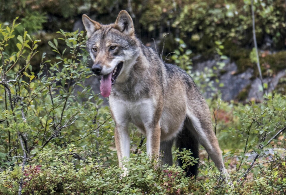 En genetisk viktig ulv har etablert seg i det svenske grensefylket Dalarna, ifølge lokale myndigheter. Ulven på bildet er fra Bjørneparken på Flå. Det er i vinter påvist mellom 109 og 114 ulver i Norge og grenserevirene. 24 av disse ble skutt under lisensjakt eller skadefelling. Foto: Paul Kleiven / NTB