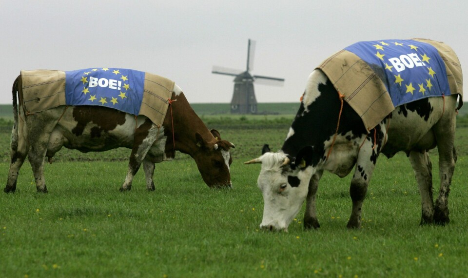 Møkk fra Nederlands fire millioner kyr er i ferd med å bli et stort problem for bøndene. Møkk frå dei fire millionar kyra i Nederland er i ferd med å bli eit stort problem for bøndene. Foto: AP / NTB