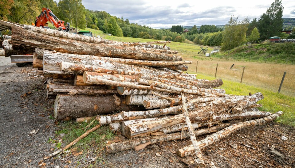 Norskog og Norges Skogeierforbund vil ikke ha priskontroll, og viser til at fjerningen av priskontrollen har vitalisert omsetningen av skogeiendommer. Norskog og Norges Skogeierforbund vil ikke ha priskontroll, og viser til at fjerningen av priskontrollen har vitalisert omsetningen av skogeiendommer. Foto: Gorm Kallestad / NTB