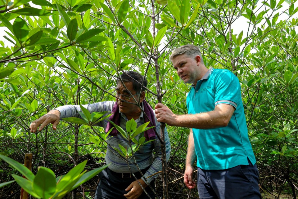 – Det finnes ingen øvre grense, sier Kim Noguera Gabrielli (t. h.) i WIF, om hvor mange mangrovetrær som bør plantes. Her er Gabrielli i en av WIFs mangroveplantasjer i Myanmar, sammen med WIFs lokale direktør og mangroveekspert U Win Maung. – Det finnes ingen øvre grense, sier Kim Noguera Gabrielli (t. h.)i WIF, om hvor mange mangrovetrær som bør plantes. Her er Gabrielli i en av WIFs mangroveplantasjer i Myanmar, sammen med WIFs lokale direktør og mangroveekspert U Win Maung.